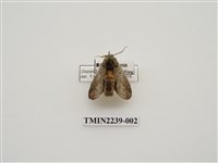 藏品(霧迴舟蛾)的圖片